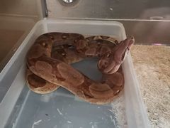 -上海大自然野生昆虫馆(东方明珠·爬宠昆虫探索中心)