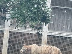 -武汉动物园