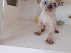 -70cat德文卷毛猫·缅因猫纯种猫舍