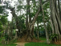 -瑞丽独树成林风景区