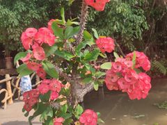 -西双版纳傣族园