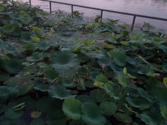 -后海公园