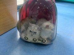 -博特宠物医院24h犬猫全科.骨科·异宠