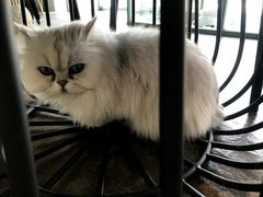 -喵屿·大理花园猫咖