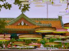 -莲花池公园