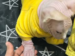 -飞行喵MR PILOT|猫舍·猫咖(静安大融城店)