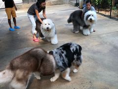 -TrueLove @ Neverland (Husky Cafe)