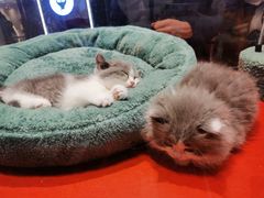 -babydoll猫舍·米努特·德文·缅因(久光中心店)