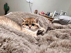 -老吴的猫·猫舍(新区店)