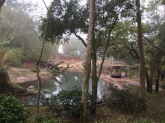 -奥兰多迪士尼动物王国乐园