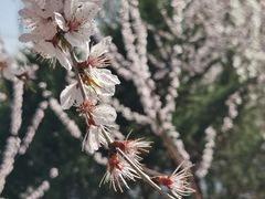 -桃花堤公园