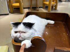-藏猫猫咖啡主题馆(中央大道店)
