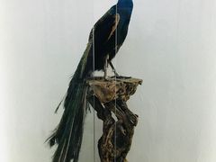 -吉林市博物馆