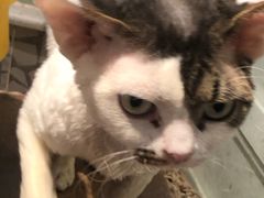 -momokira米努特·德文卷毛猫·棉花面纱犬