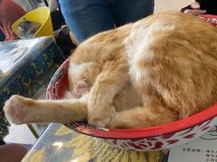 -平行世界·猫咖(首经贸店)