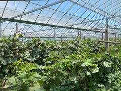 -马陆小张葡萄园农家乐