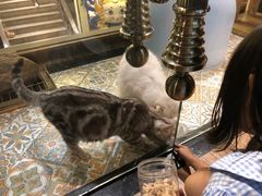 -more than meow吴止猫主题餐厅(承德 中船汇店)