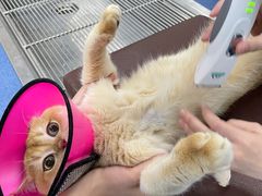 -爱诺耐芙动物医院(万博店)