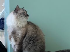 -怪兽屋·羊驼·猫咖·狗咖(俊华广场店)