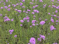 -西京湾花海