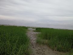 -奉贤海滩