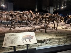 -大庆市博物馆