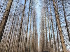 -黄海国家森林公园