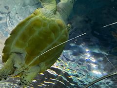 -上海海洋水族馆