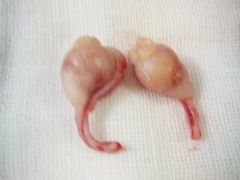 -纳吉亚猫专科动物医院博雅分院