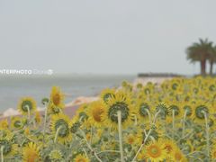 -野狸岛