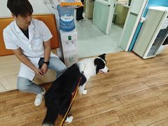 -乐派堂宠物医院·猫友好· 心脏科(东街店)