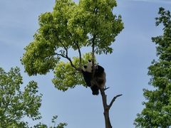 -上海野生动物园