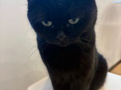 -有喵·猫咖·狗咖·30几只猫10只小狗(岗厦店)