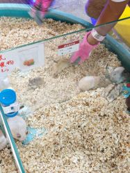 -神奇动物撸宠馆·羊驼·小浣熊·异宠(豫园店)