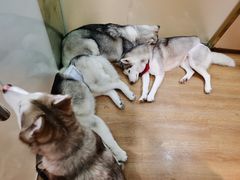 -Husky Go! 哈士奇体验馆·宠物咖啡厅狗咖