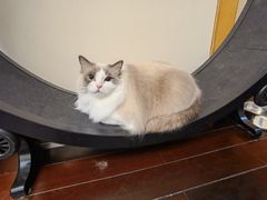 -momokira米努特·德文卷毛猫·棉花面纱犬
