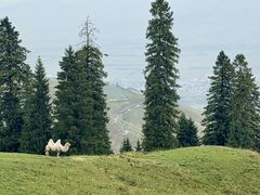 -新疆那拉提国家旅游度假区