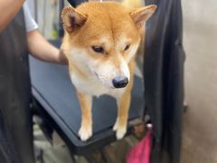 -PETKIT小佩宠物·低压洗护(国顺东路店)