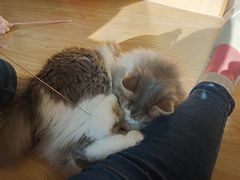 -猫和宫(六道口店)