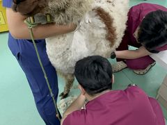 -北京观赏动物医院·24小时大型综合·猫专科·异宠专科