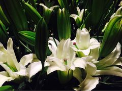 iphone_upload_pic-上海璞麗酒店