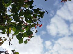 -采粤轩中餐厅(惠州金海湾喜来登度假酒店)