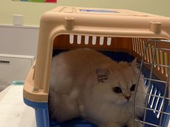 -艾吉宠物医院·疑难杂症转诊中心·猫友好(碧江路院)