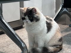 -四月宠物医院·猫专科·心脏专科·内科(转塘店)