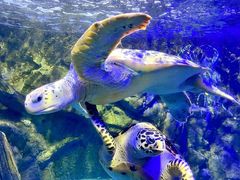 -太平洋海底世界