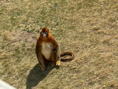 -西霞口神雕山野生动物世界