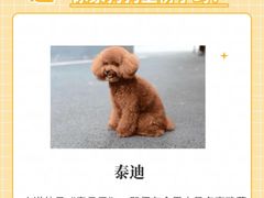 -翊宠yipet猫狗购宠庄园犬舍•猫舍