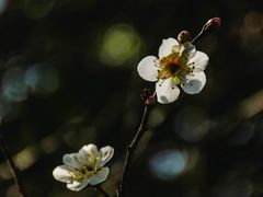 -杭州植物园
