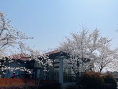 -高东镇樱花园