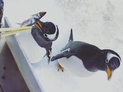 -芜湖新华联大白鲸海洋公园